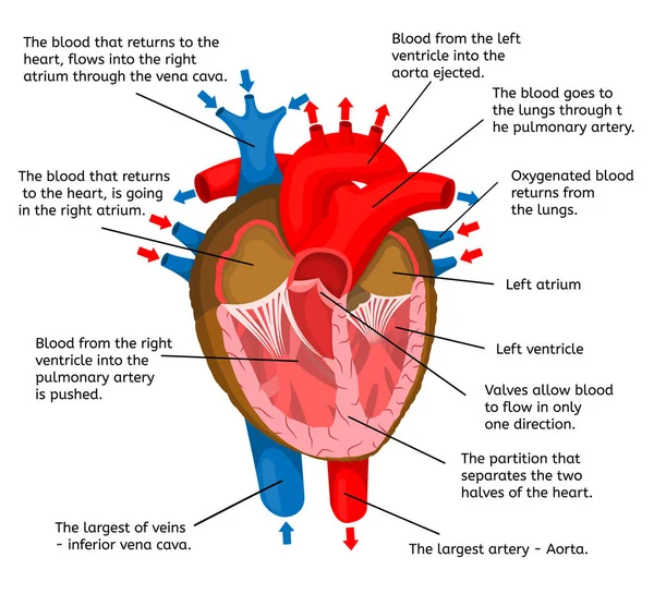 Coração do corpo em termos de estrutura de animação isolado em um fundo branco Ilustração vetorial — Vetor de Stock