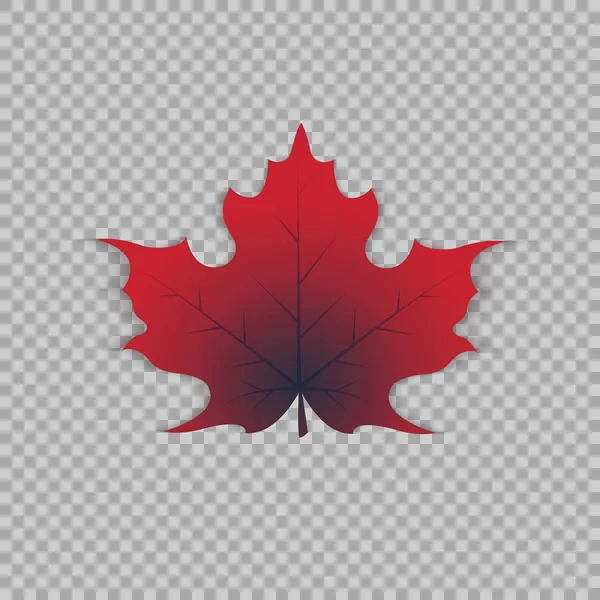 Maple leaf átlátszó háttér, elkülönített objektum realista stílusban. Vektoros illusztráció — Stock Vector