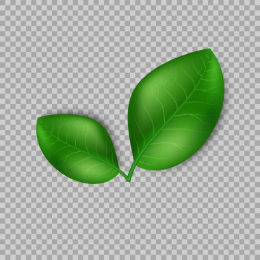 Yaprakları tasarım öğeleri. Yeşil Filiz yeşil yaprakları simge vektör kavram şeffaf arka plan üzerinde. Ekolojik Tema. Yeşillik. Vektör çizim.