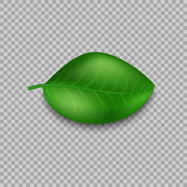 Yaprakları tasarım öğeleri. Yeşil Filiz yeşil yaprakları simge vektör kavram şeffaf arka plan üzerinde. Ekolojik Tema. Eko. Vektör çizim.