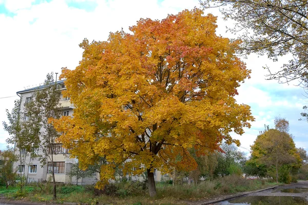 Δέντρο σφενδάμνου με κίτρινα φύλλα — Φωτογραφία Αρχείου