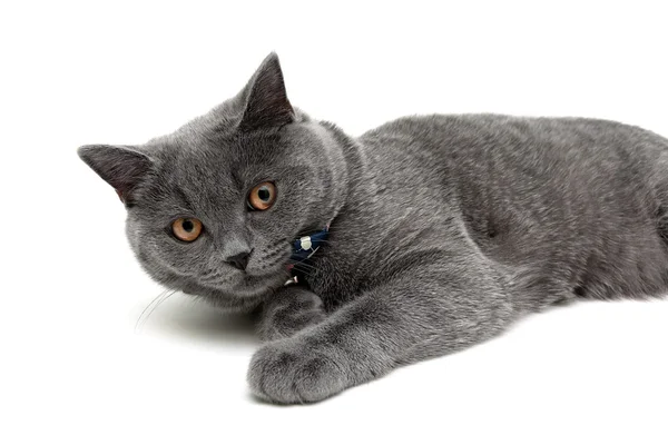 Gatto grigio con gli occhi gialli sdraiato su sfondo bianco — Foto Stock