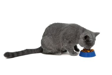 cat eating dry food from a bowl on a white background clipart