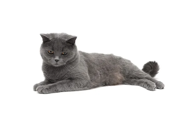 흰색 바탕에 누워 아름 다운 고양이 — 스톡 사진