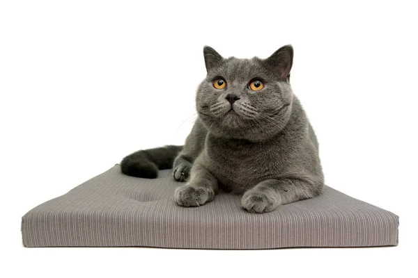 Kot z żółte oczy leżąc na poduszce — Zdjęcie stockowe