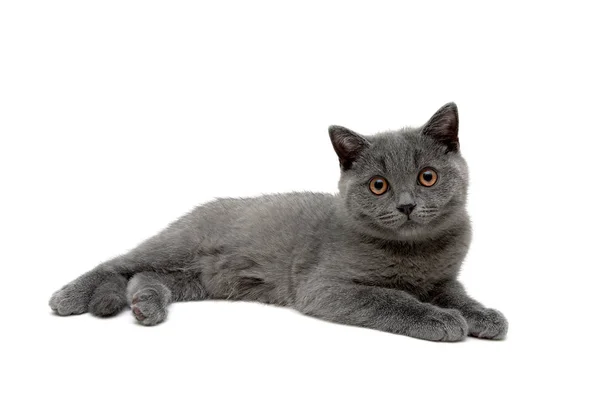 在白色背景上隔离的灰色小猫 — 图库照片