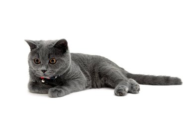 Beyaz arka plan üzerinde izole kedi yavrusu yakın çekim.