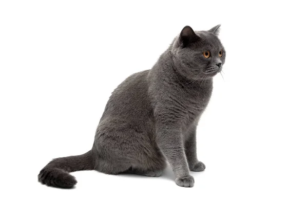 Beautiful gray cat isolated on white background — Stock Photo, Image