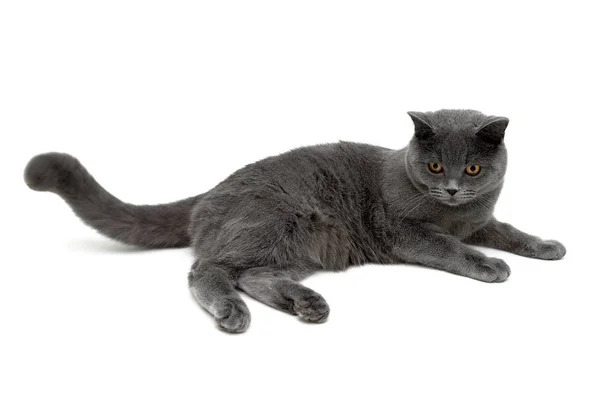 Gatto grigio con occhi gialli su sfondo bianco — Foto Stock