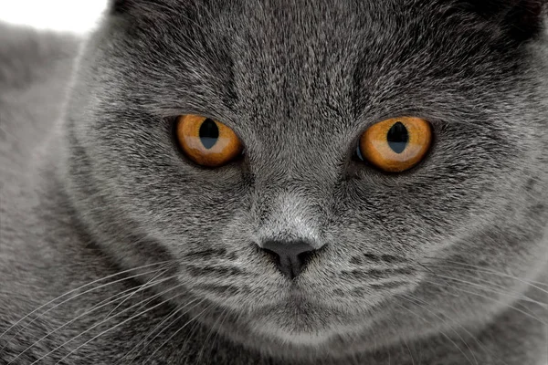 Porträtt av en grå katt med gula ögon. — Stockfoto