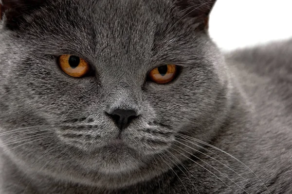 Portrait of a gray cat with yellow eyes. — Stock Photo, Image