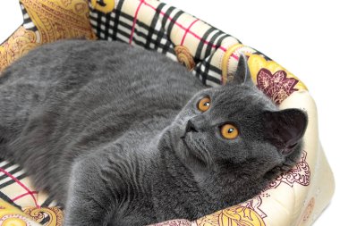 sarı gözler portre ile güzel Gri kedi