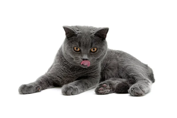 Cute gray kitten on a white background. — Stock Photo, Image