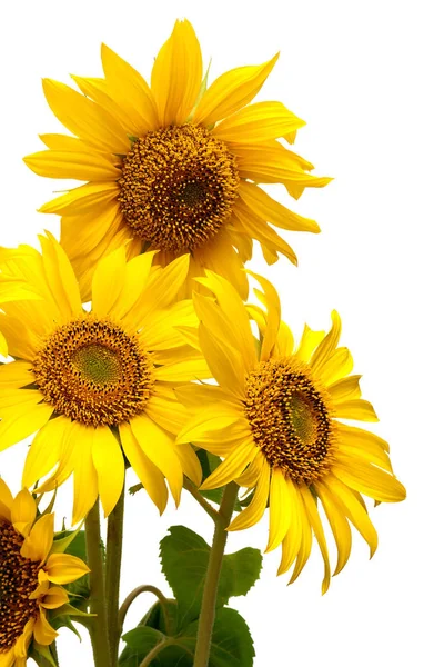 Slunečnice květ Detail izolovaných na bílém pozadí. — Stock fotografie