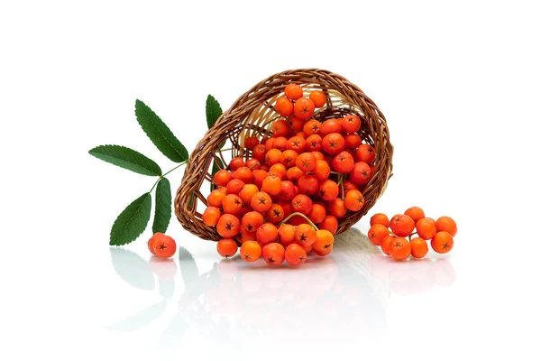 Ripe rowan berries on a white background — Stock Photo, Image