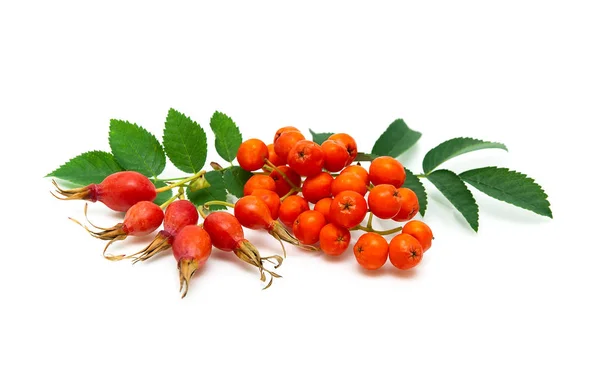 Шиповник и рябиновые ягоды на белом фоне — стоковое фото