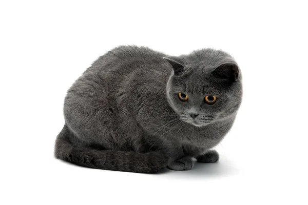 Bonito gato cinza close-up em um fundo branco — Fotografia de Stock