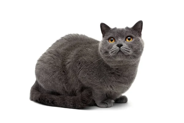 白地に灰色の猫のクローズ アップ ロイヤリティフリーのストック画像