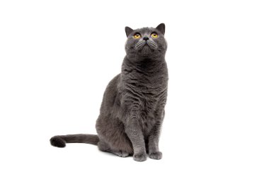 Oturma ve ararken beyaz arka plan üzerinde izole kedi.