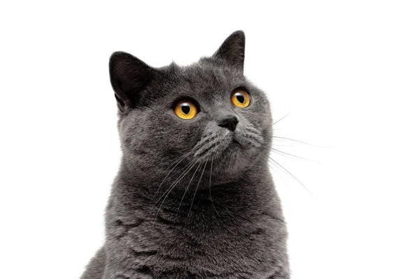 Portret van een grijze kat op een witte achtergrond. — Stockfoto