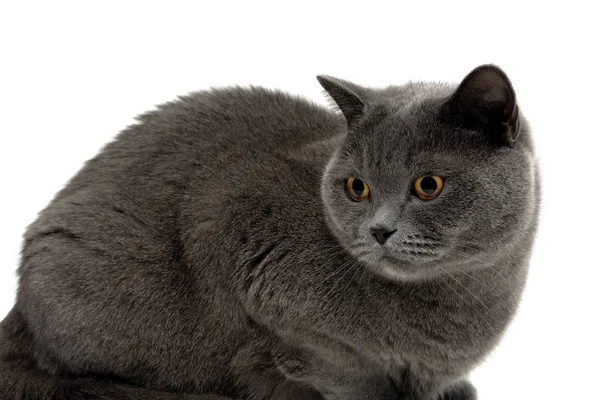Кошка с жёлтыми глазами закрывается на белом фоне — стоковое фото