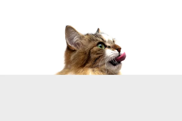 Gato fofo senta-se em um fundo branco atrás do banner — Fotografia de Stock