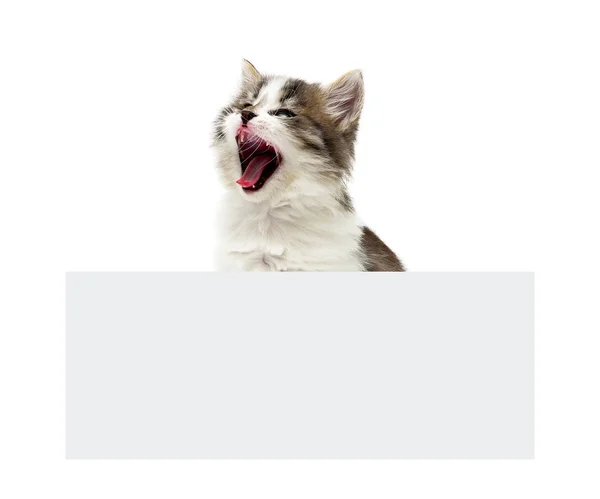 Flauschiges Kätzchen sitzt hinter dem Banner — Stockfoto