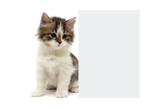 Kitten sits behind the banner — Stock Photo, Image