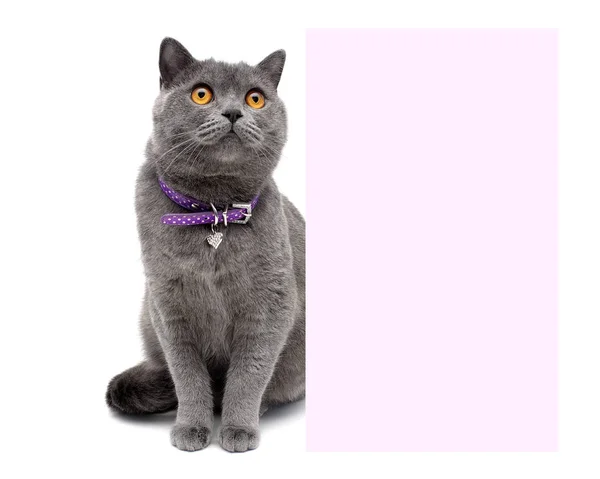 Cat in a beautiful collar sits near a banner on a white backgrou — Stock Photo, Image