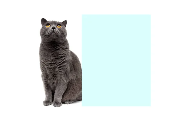 Grijze kat met gele ogen zitten rond de banner — Stockfoto