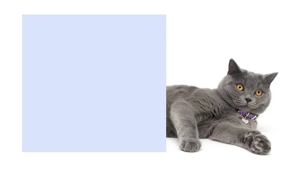 白い背景の青いバナーの横に横になっている猫 ストック画像