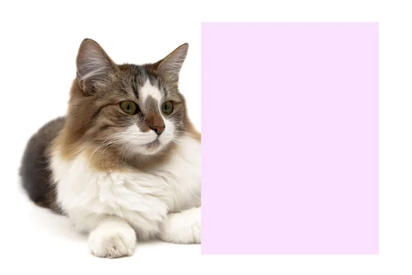 Flauschige Katze liegt hinter einem Banner auf weißem Hintergrund — Stockfoto