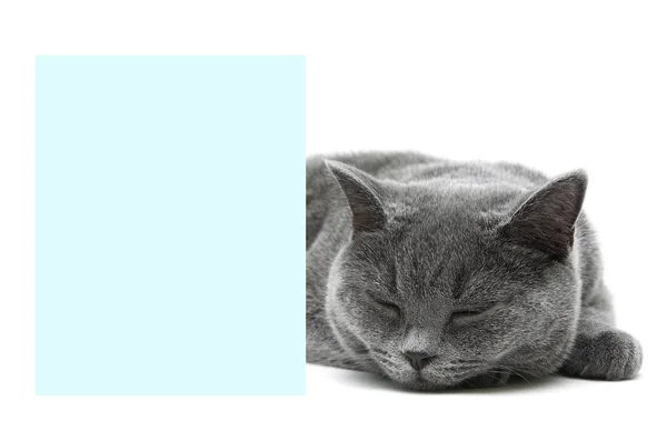 Cat sleeps behind a banner on a white background — Stock Photo, Image