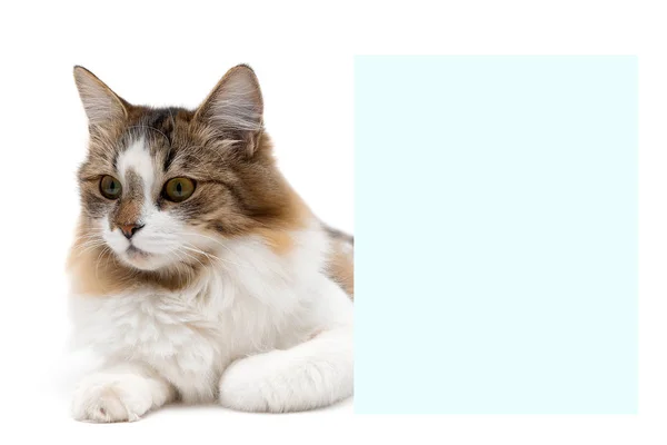 Beautiful fluffy cat lies about banner — Stock Photo, Image