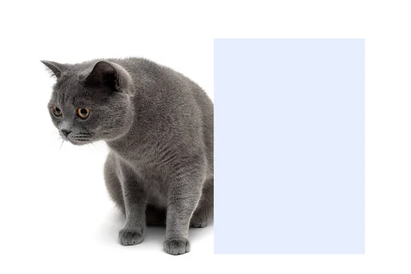 แมวหนุ่มนั่งใกล้ป้ายบนพื้นหลังสีขาว — ภาพถ่ายสต็อก