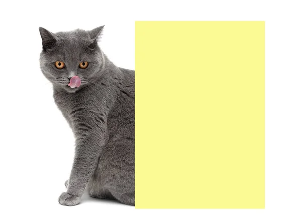 バナーの周りに座って黄色の目を持つ美しい灰色の猫 ストック画像