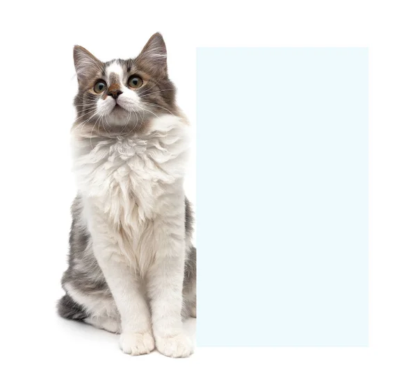 Bolyhos cica egy banner mögött ül egy fehér háttér Jogdíjmentes Stock Fotók