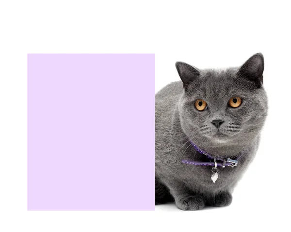 Grijze kat in een mooie kraag om een banner — Stockfoto