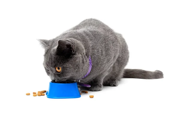 Cat eating food from a bowl isolated on white background — Stock Photo, Image