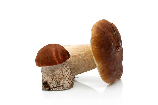 Wild mushrooms close-up isolated on white background — Stock Photo, Image