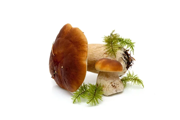 野生蘑菇紧靠白色背景 — 图库照片