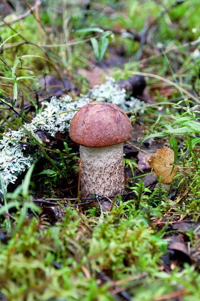Wild mushroom in the forest close-up. — Stock Photo, Image