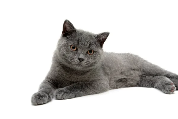 Hermoso gatito se encuentra en un fondo blanco —  Fotos de Stock