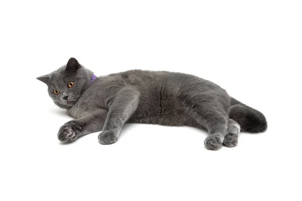 Grijze kat met paarse kraag geïsoleerd op witte achtergrond — Stockfoto