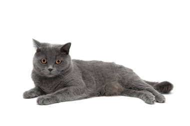 Beyaz bir arka plan üzerinde yalan güzel Gri kedi