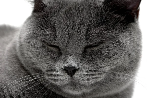 Porträt einer schlafenden grauen Katze. — Stockfoto