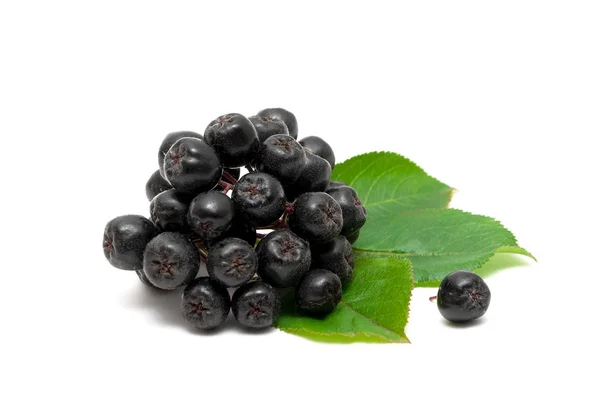 Mazzo di bacche mature chokeberry su uno sfondo bianco — Foto Stock