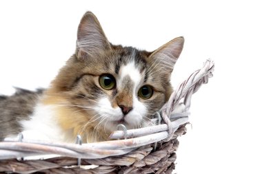 kabarık kedi beyaz bir arka plan üzerinde kapat