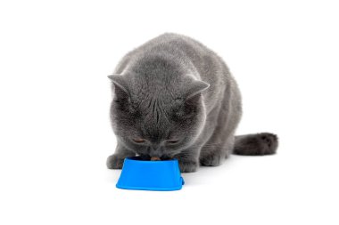 Gri kedi--dan mavi beyaz zemin üzerine bir kase yemek yeme