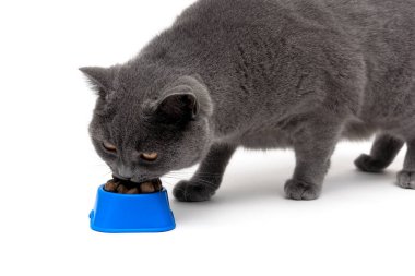 kedi gelen beyaz zemin üzerine bir kase yemek yeme.